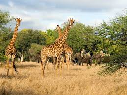 africa