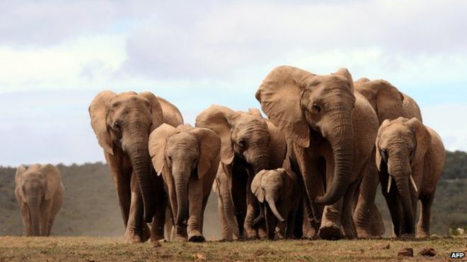 elephant